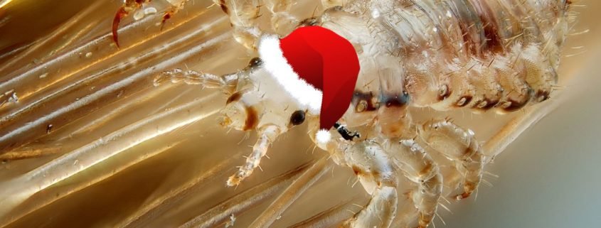 Head lice wearing a santa hat during the Holiday Lice Removal season